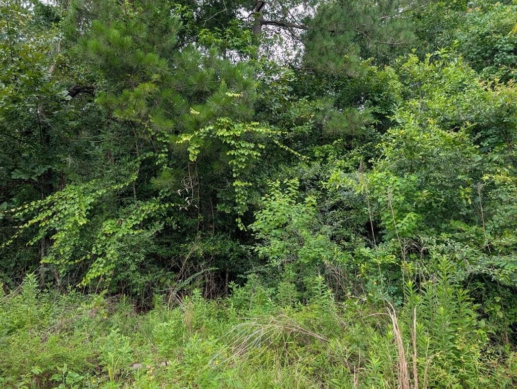 2.01 acres in Texas County gallery image 4