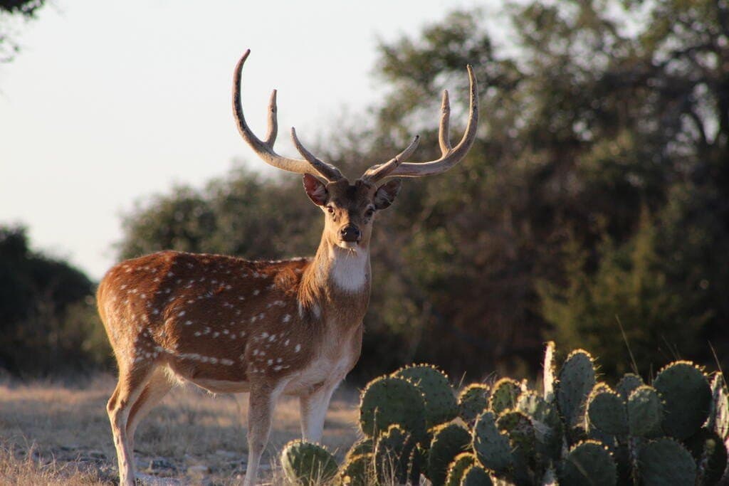 56.12 acres in Edwards County - photo 2