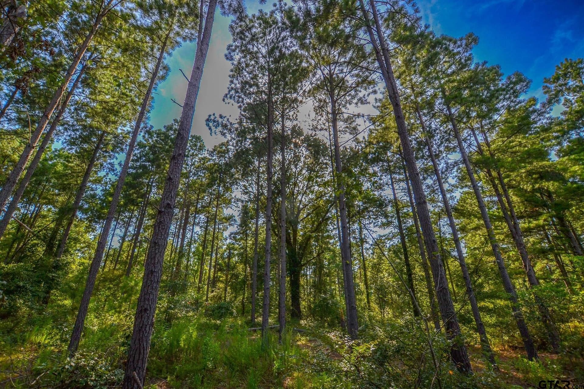 48 acres in Henderson County - photo 5