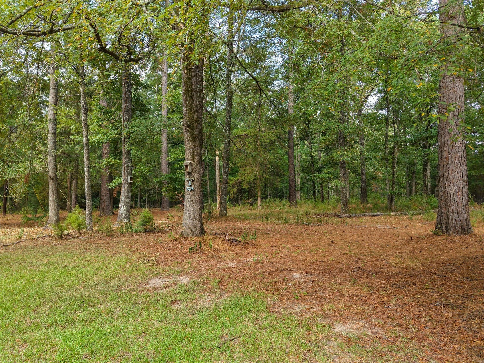 11.5 acres in Cass County - photo 9