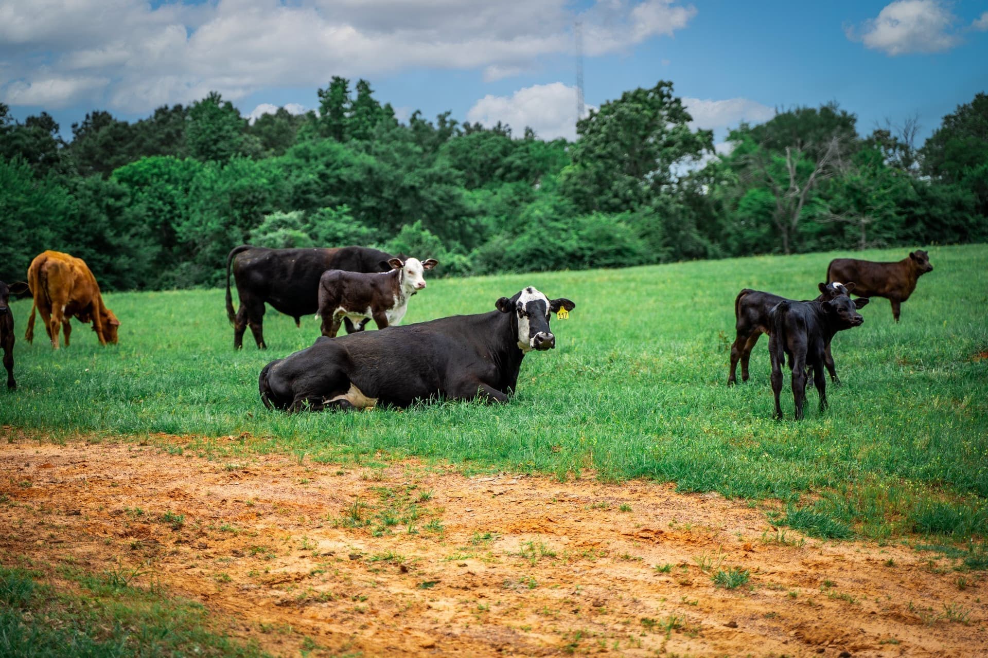 163 acres in Anderson County - photo 37