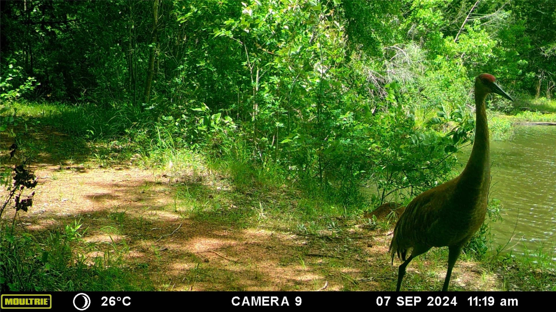 163 acres in Anderson County - photo 39