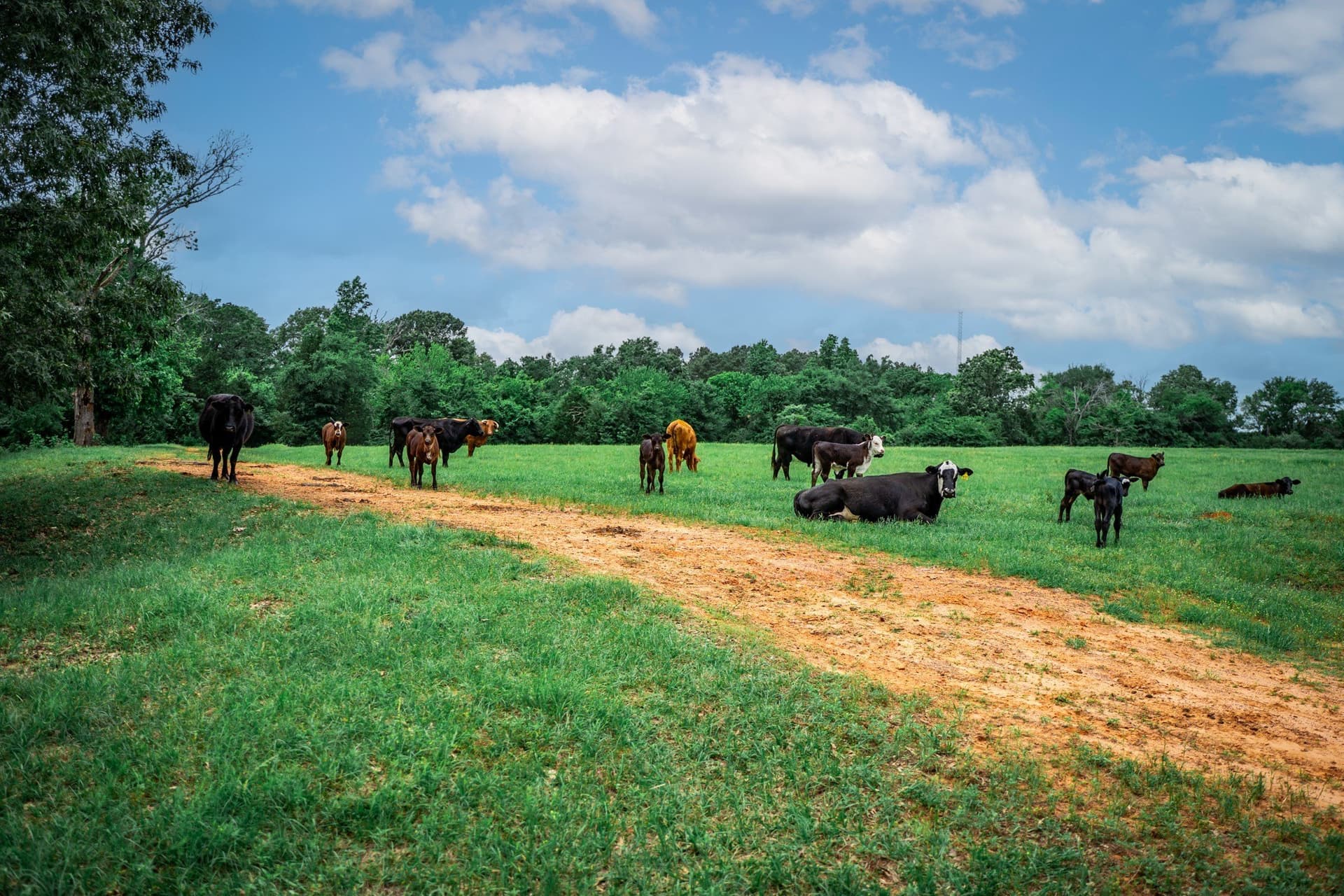 163 acres in Anderson County - photo 35