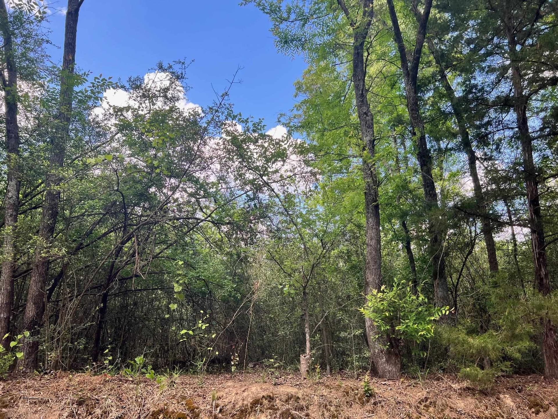 46.63 acres in Shelby County gallery image 4