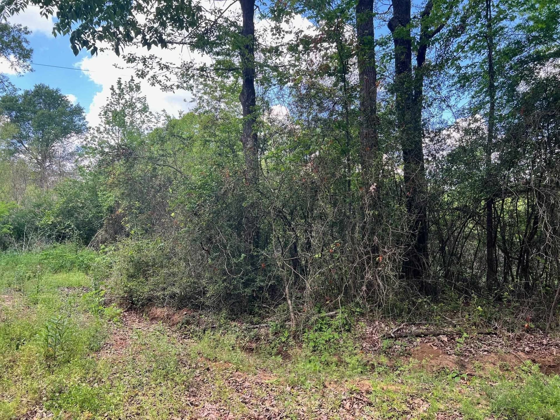 46.63 acres in Shelby County gallery image 3