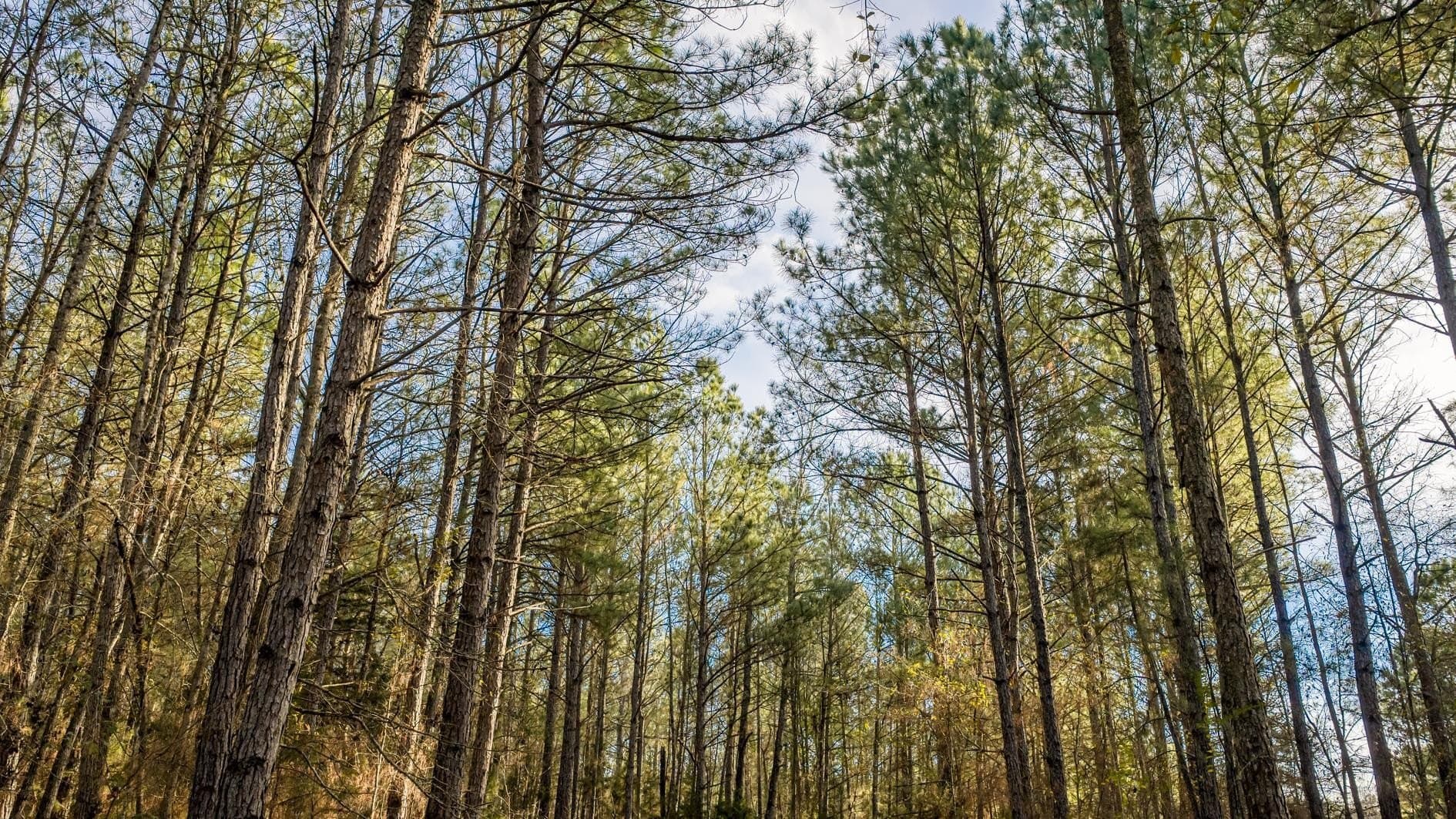 9.42 acres in Marion County gallery image 2