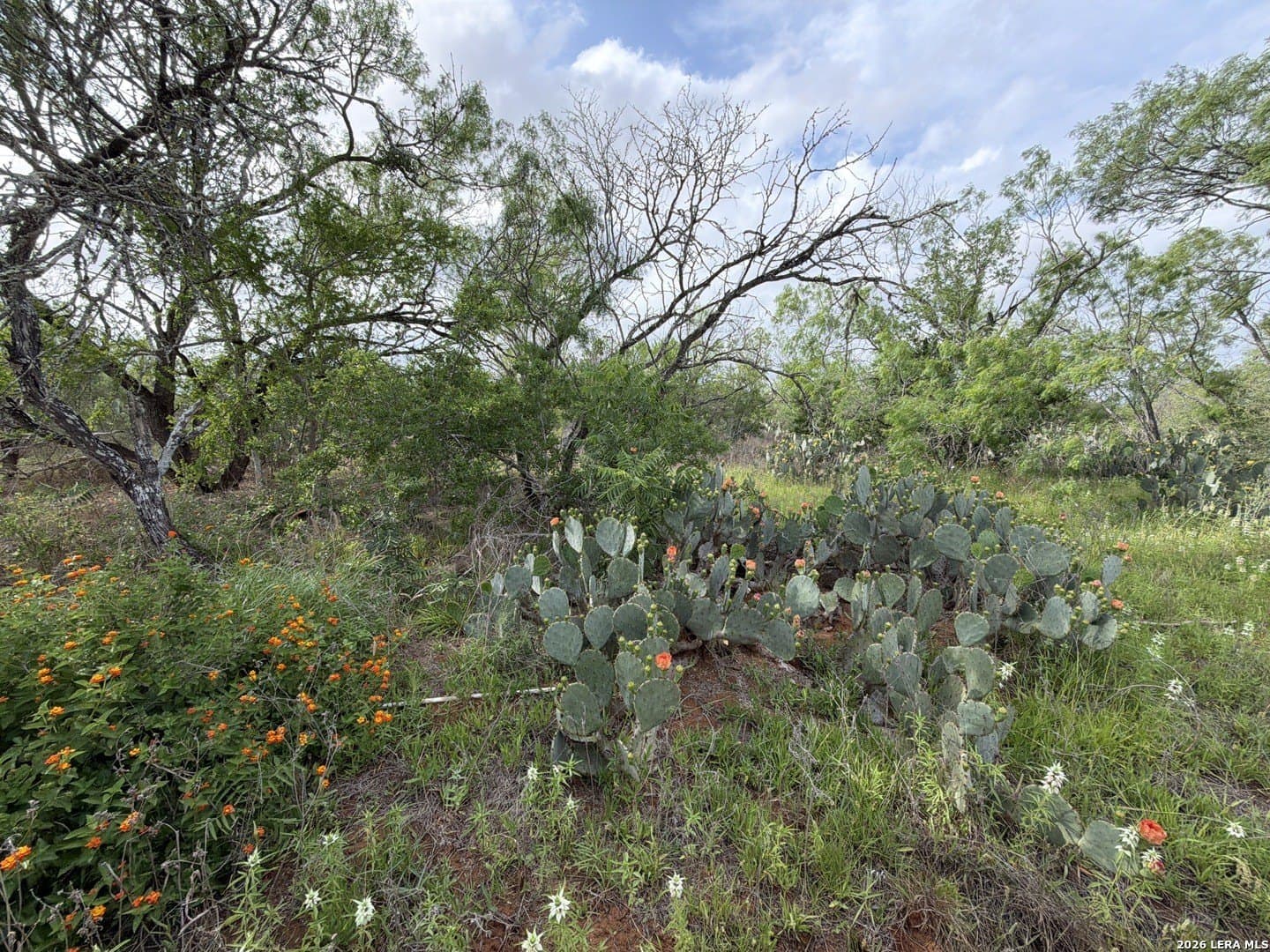 101.58 acres in Atascosa County featured view