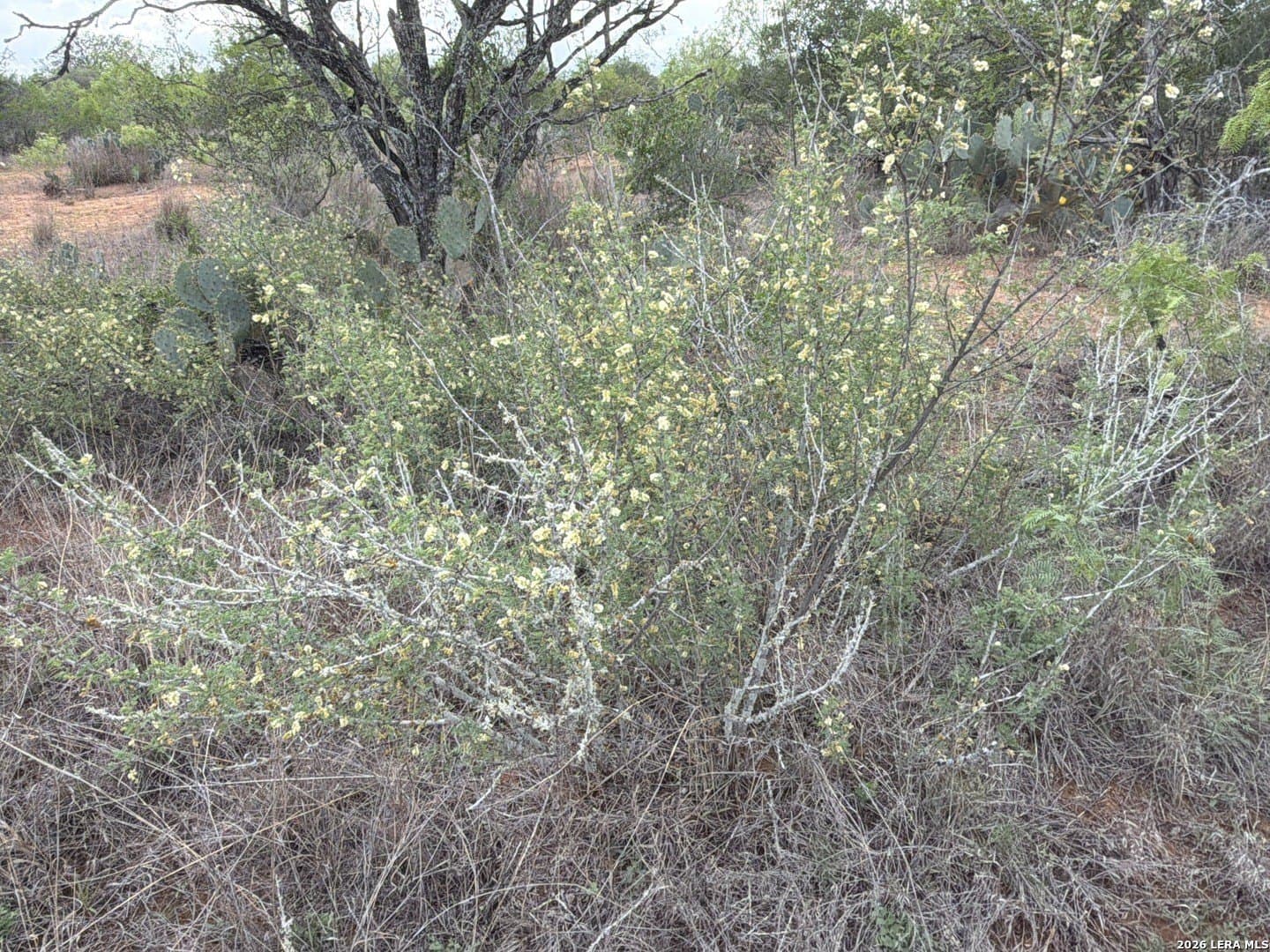 101.58 acres in Atascosa County gallery image 4