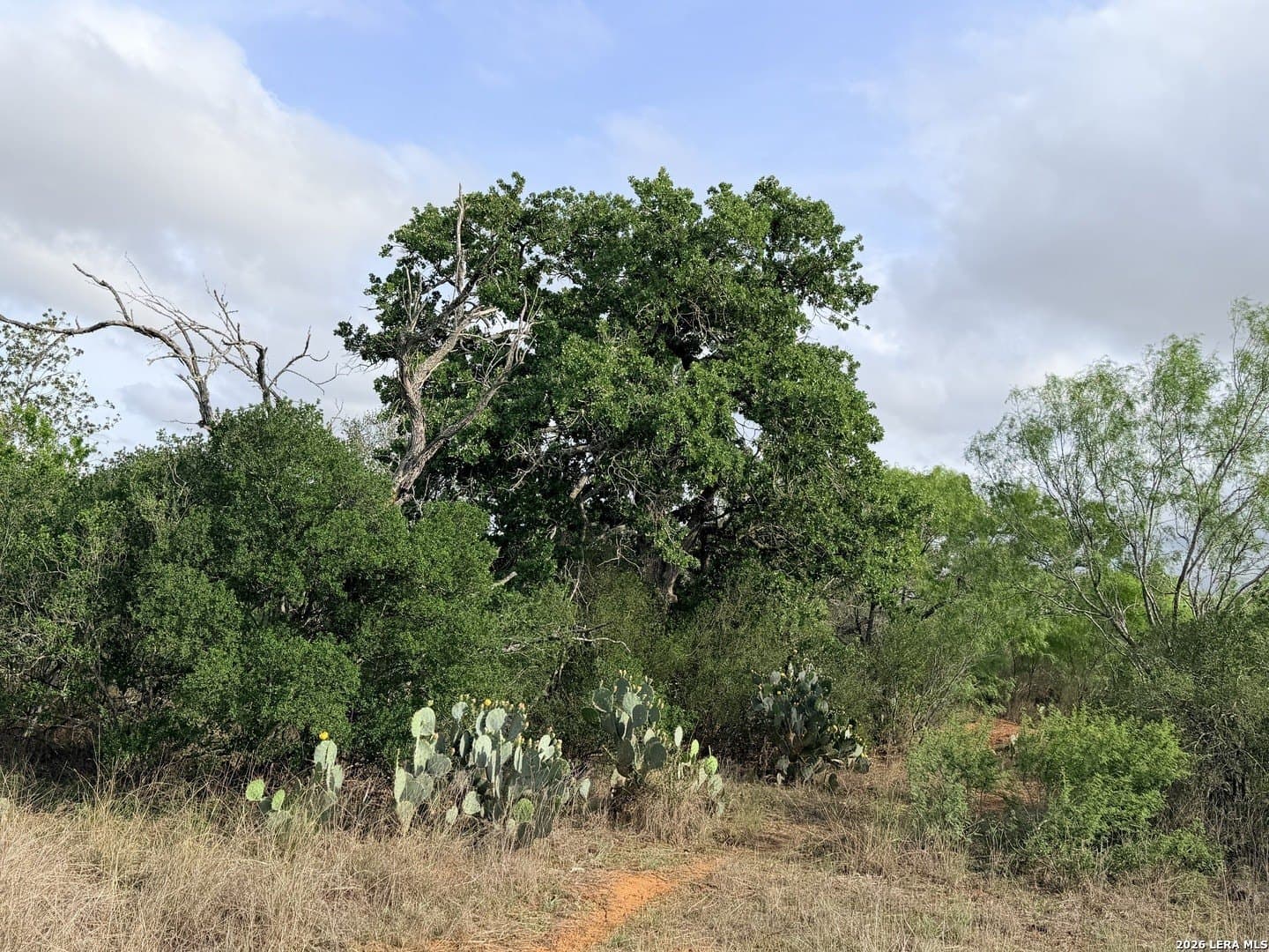 101.58 acres in Atascosa County