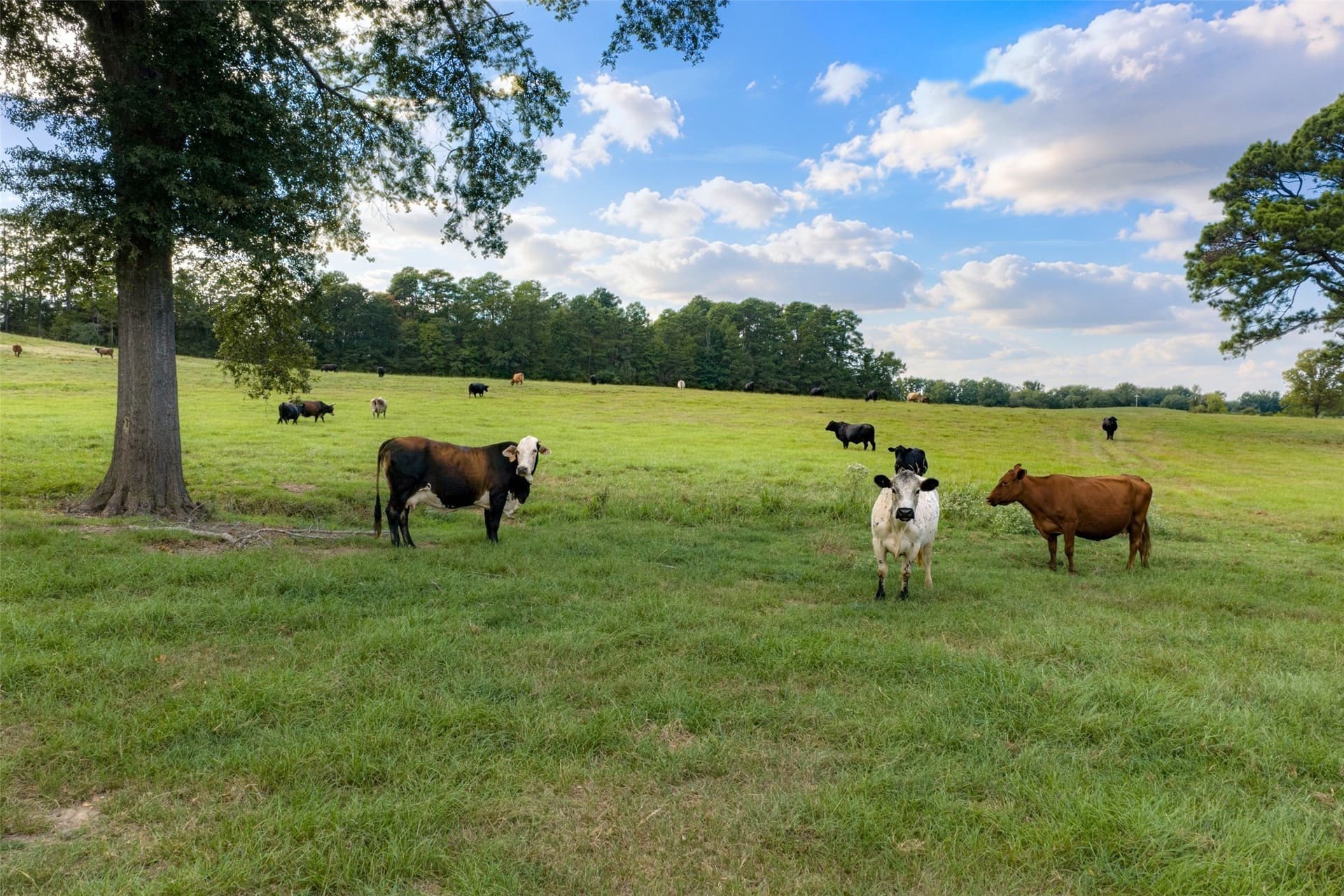 163.26 acres in Cherokee County - photo 22