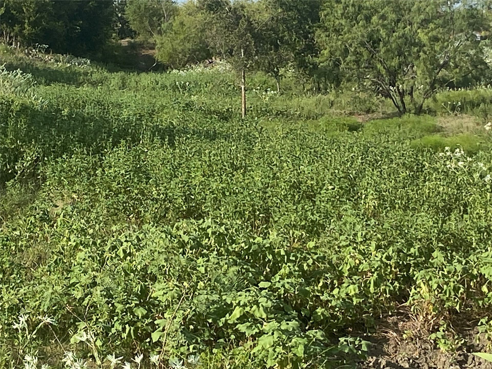 58.67 acres in Hill County - photo 4