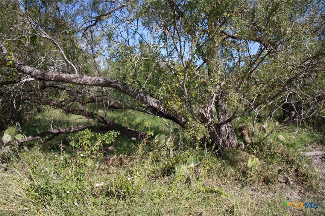 21 acres in San Patricio County - photo 9