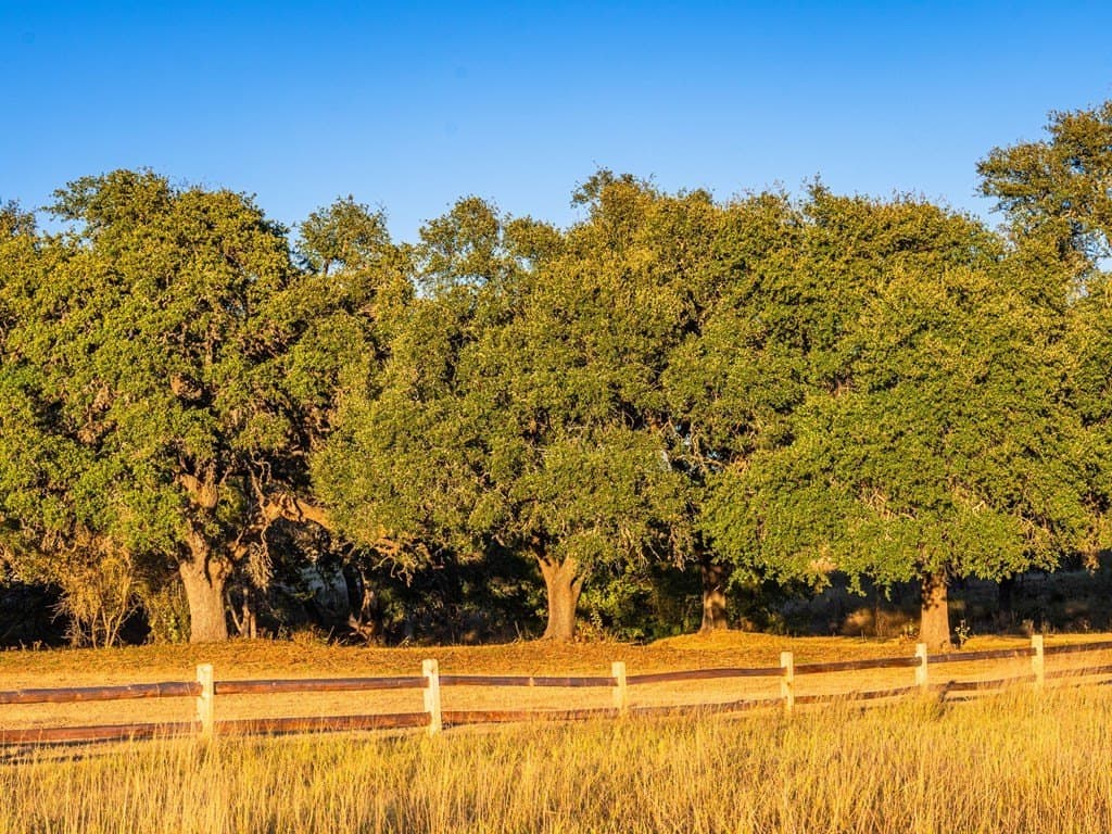 10.04 acres in Gillespie County - photo 10