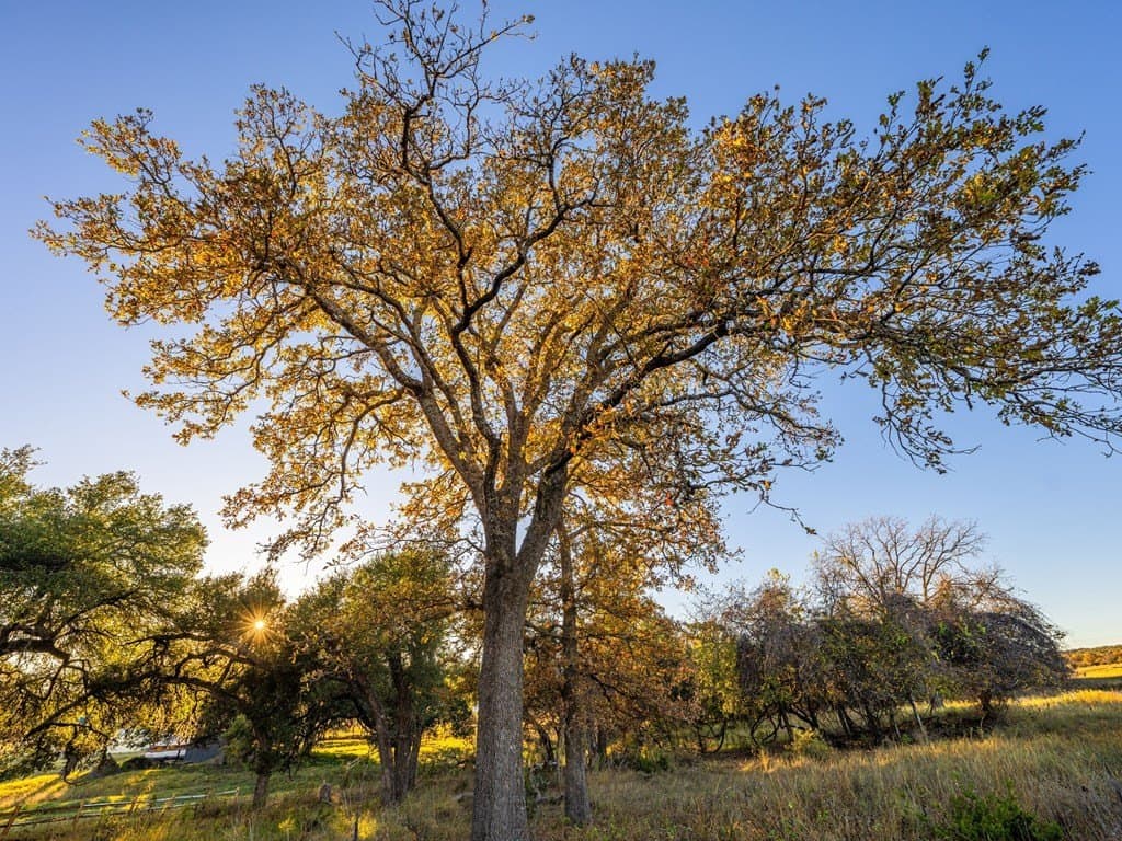 10.04 acres in Gillespie County - photo 11