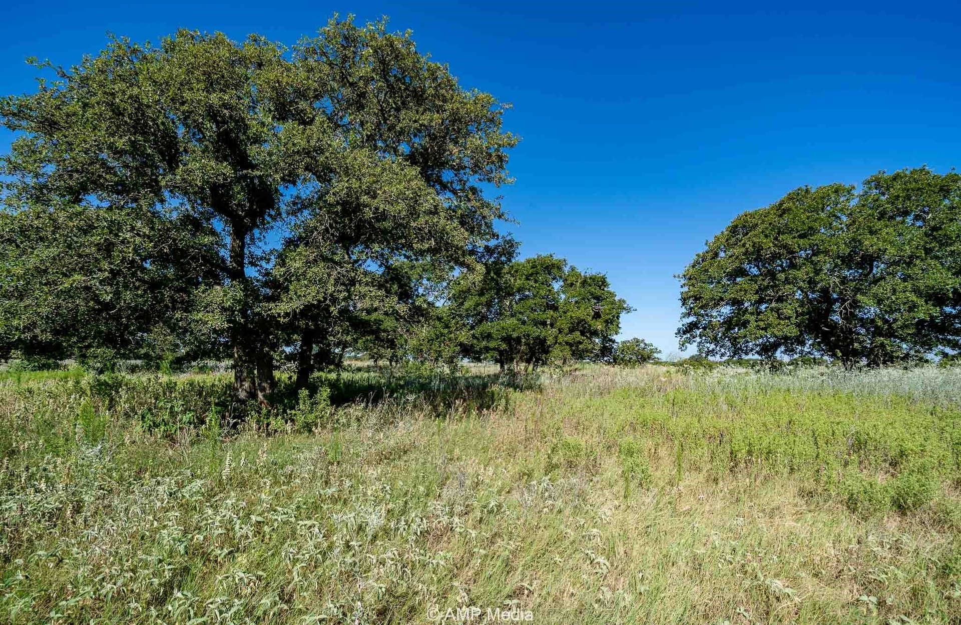 42 acres in Eastland County - photo 6