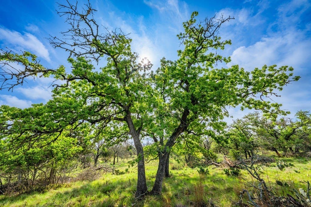 91.17 acres in Gillespie County - photo 33