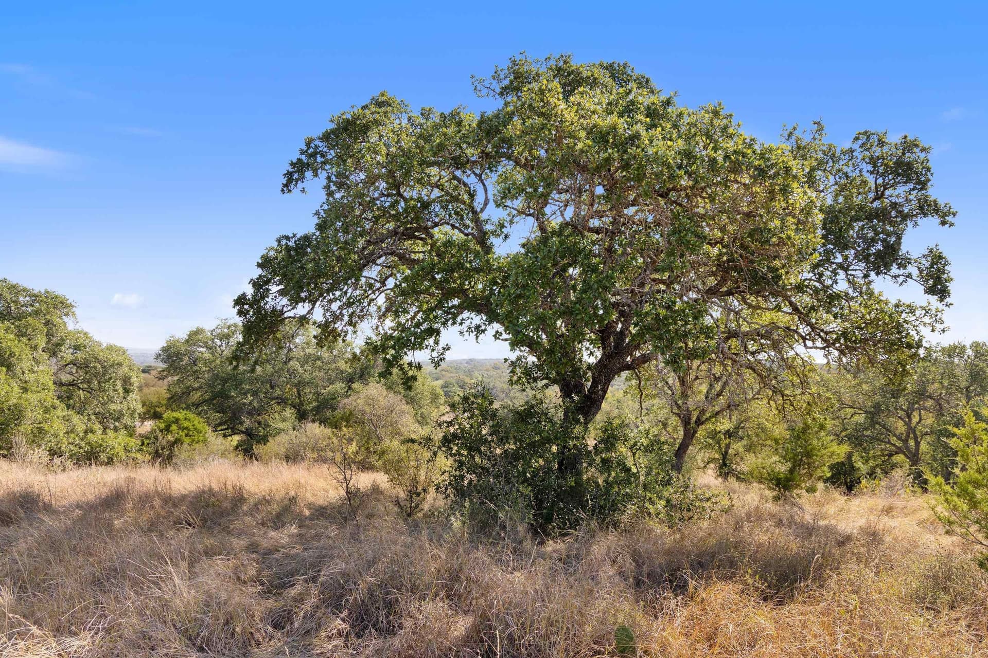 103.11 acres in Burnet County gallery image 4