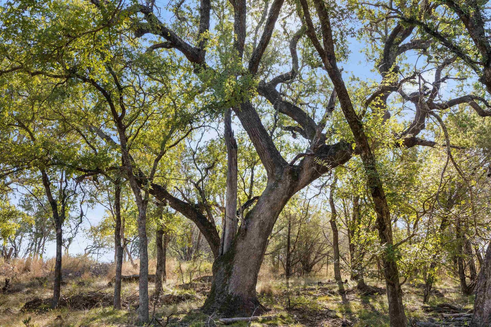 103.11 acres in Burnet County - photo 6