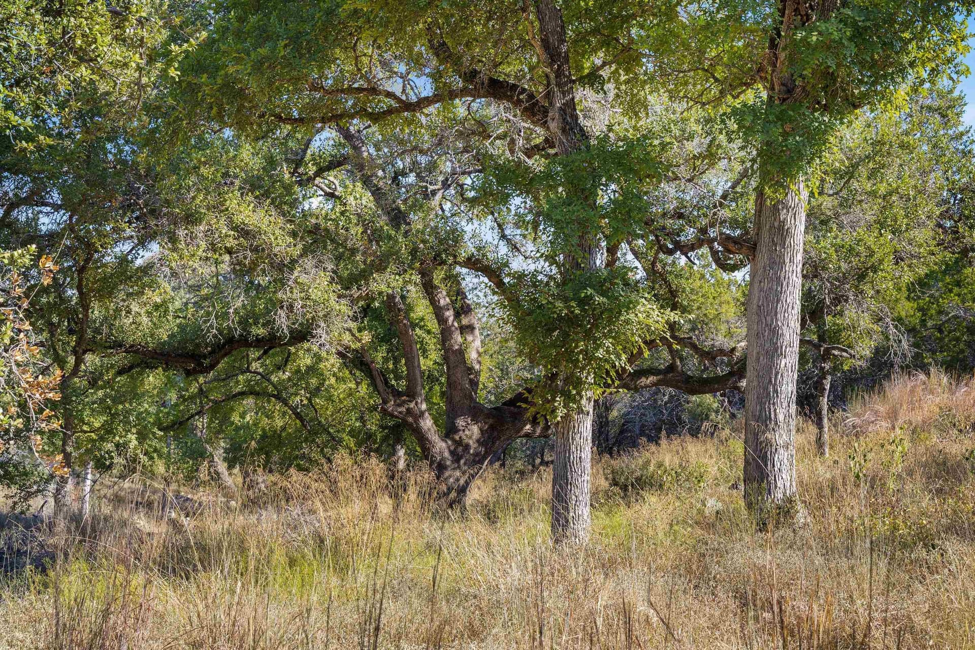 103.11 acres in Burnet County gallery image 2