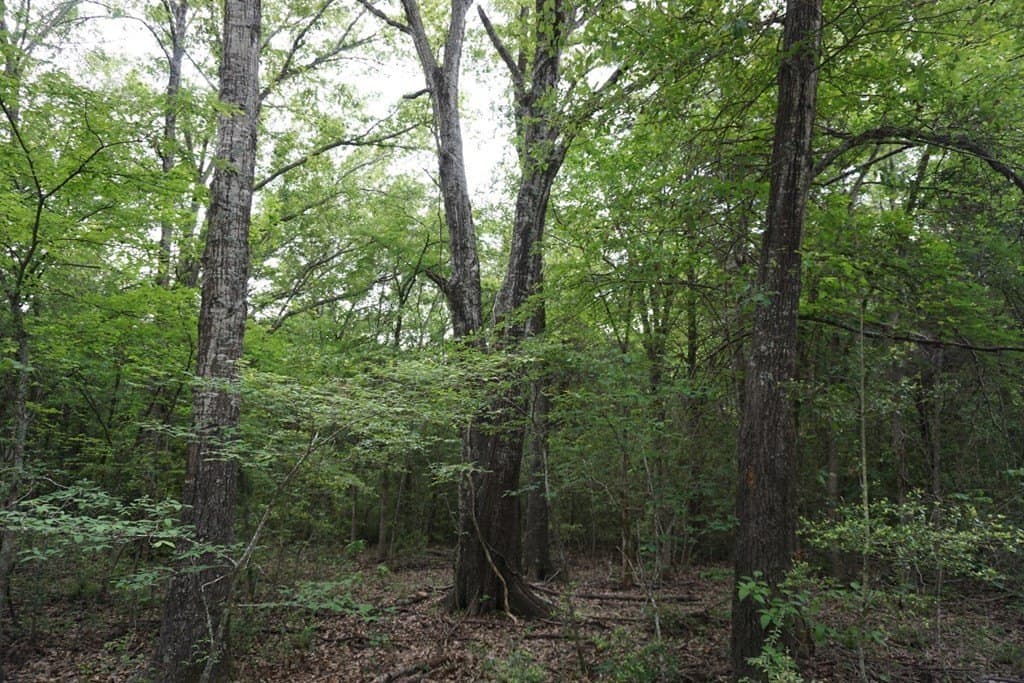 22.5 acres in HENDERSON County - photo 19