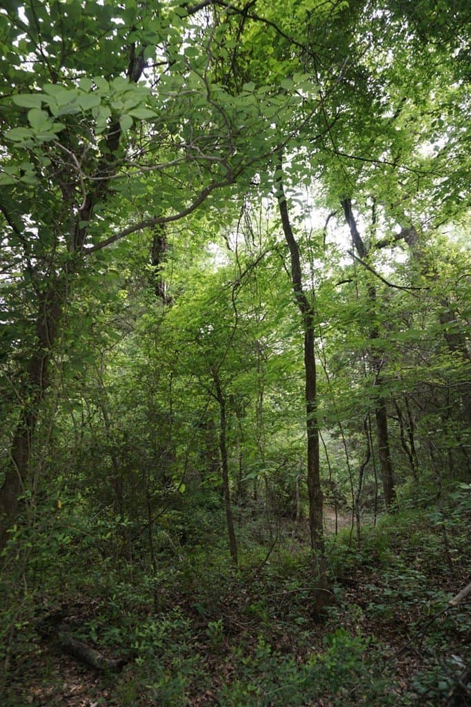 22.5 acres in HENDERSON County - photo 8