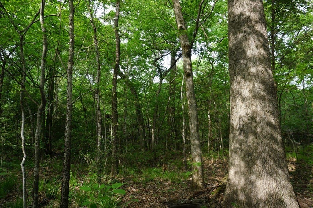 22.5 acres in HENDERSON County - photo 13