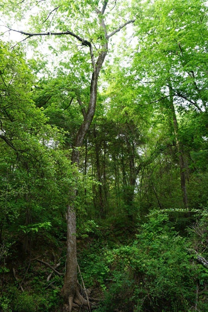22.5 acres in HENDERSON County - photo 11