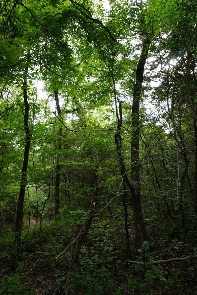 22.5 acres in HENDERSON County - photo 7