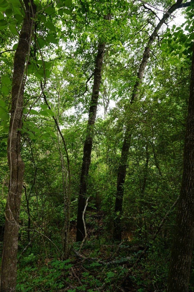 22.5 acres in HENDERSON County - photo 9