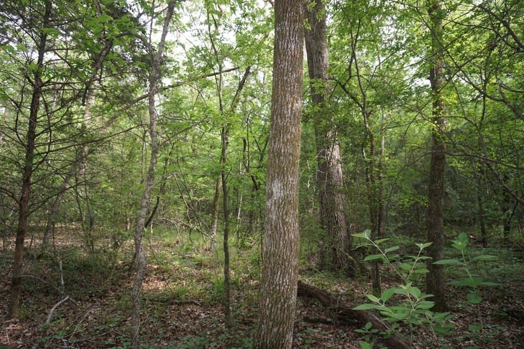 22.5 acres in HENDERSON County - photo 15