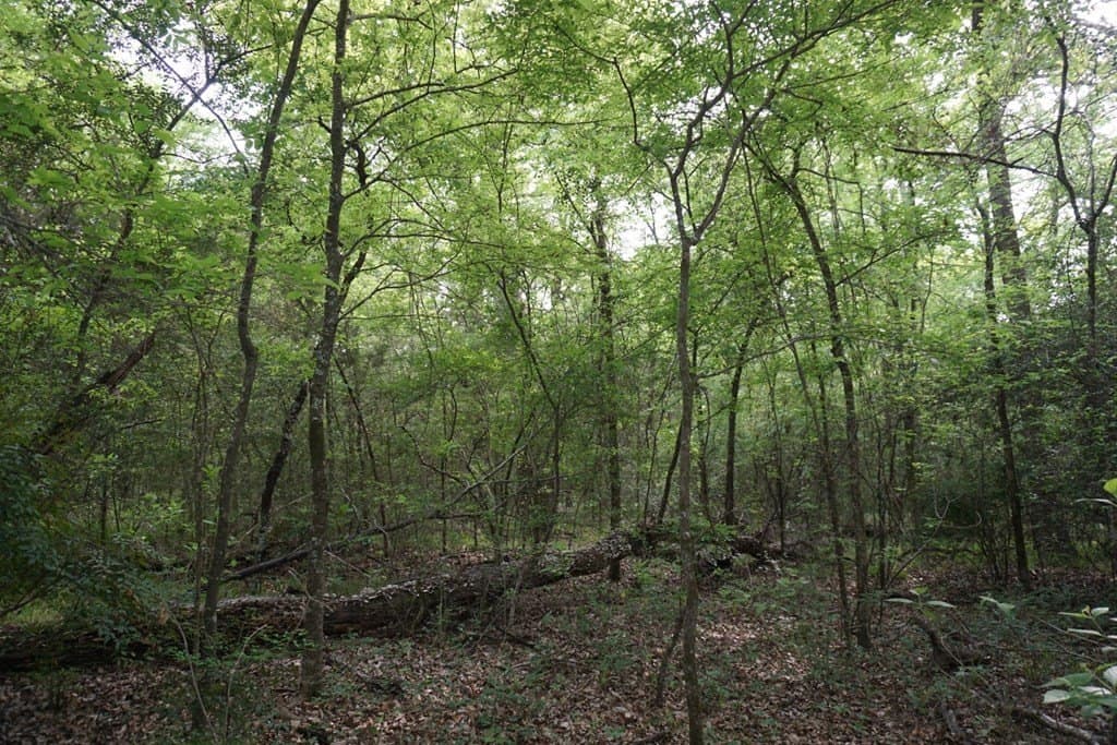 22.5 acres in HENDERSON County - photo 16