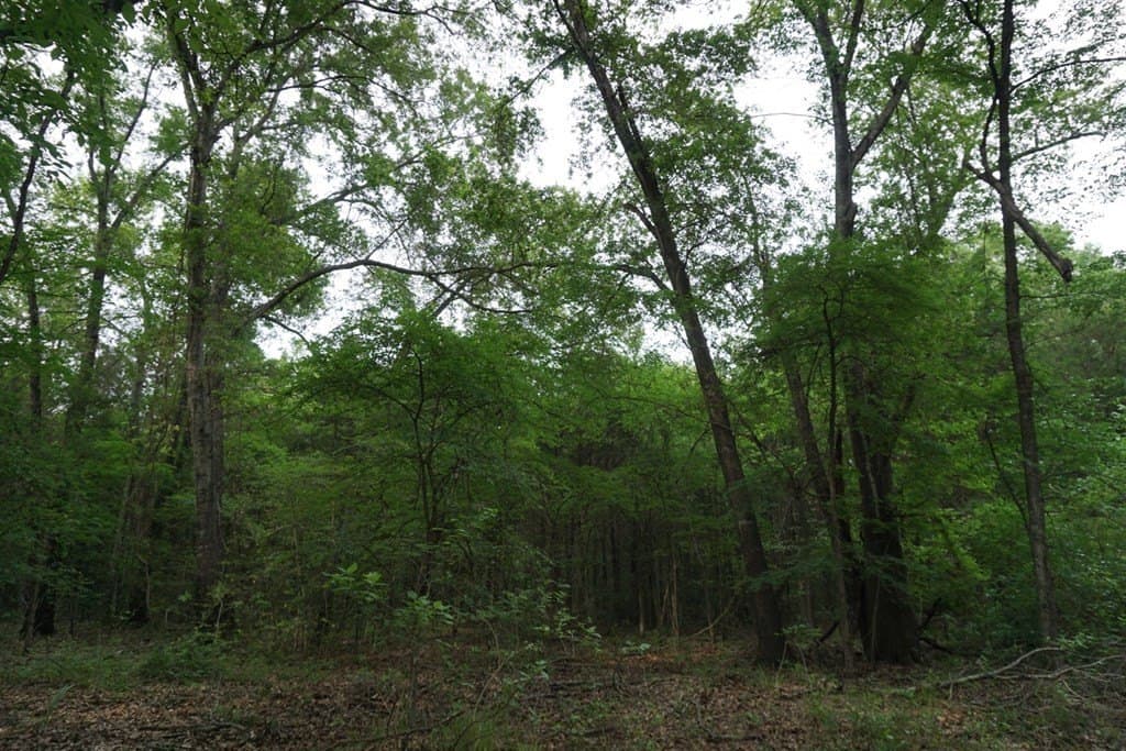 22.5 acres in HENDERSON County - photo 27