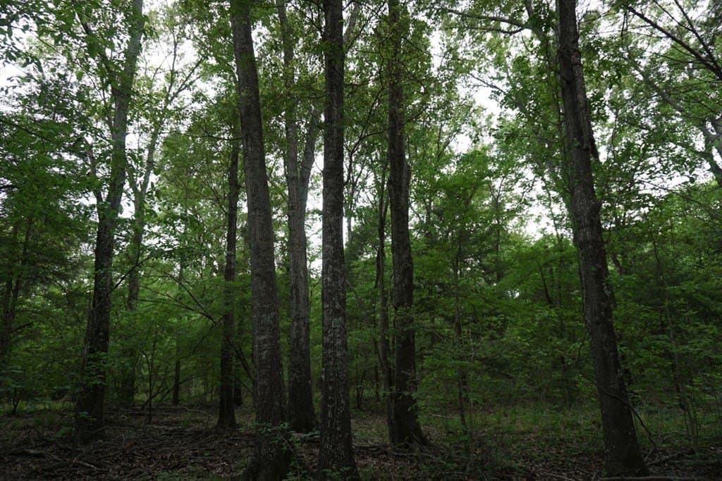 22.5 acres in HENDERSON County - photo 22