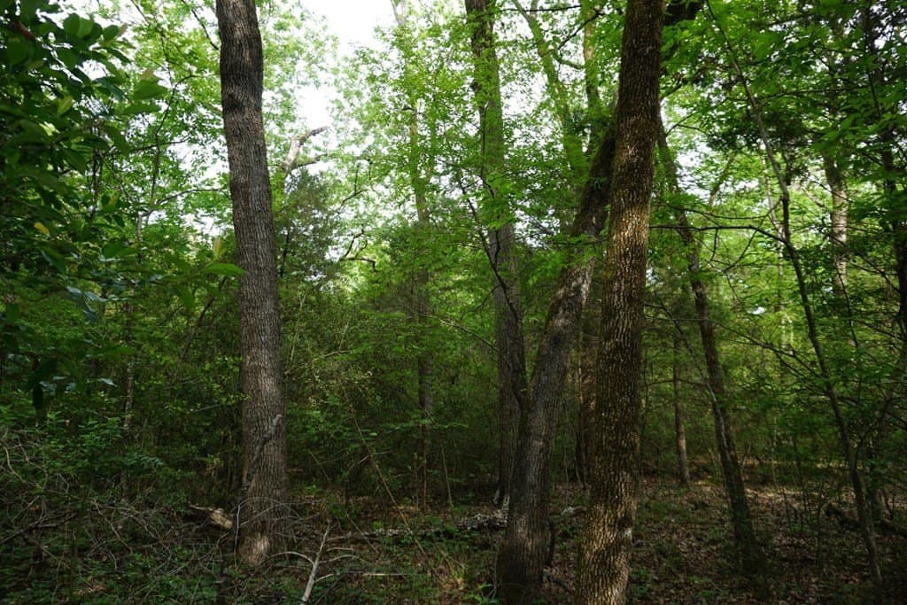 22.5 acres in HENDERSON County - photo 14