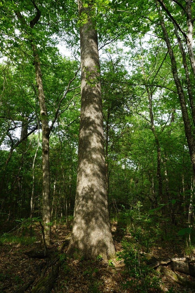 22.5 acres in HENDERSON County - photo 12