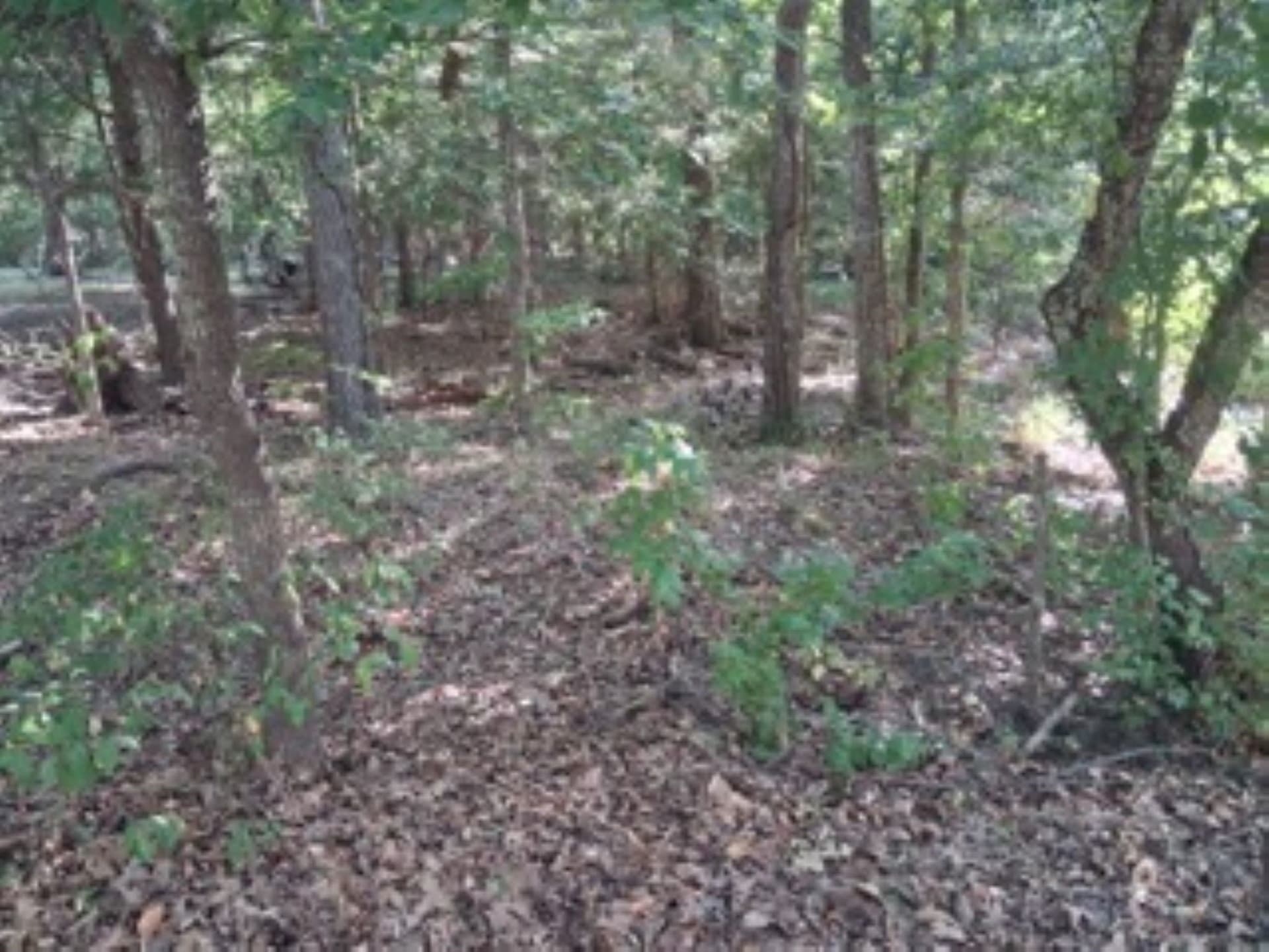0.28 acres in Van Zandt County gallery image 3