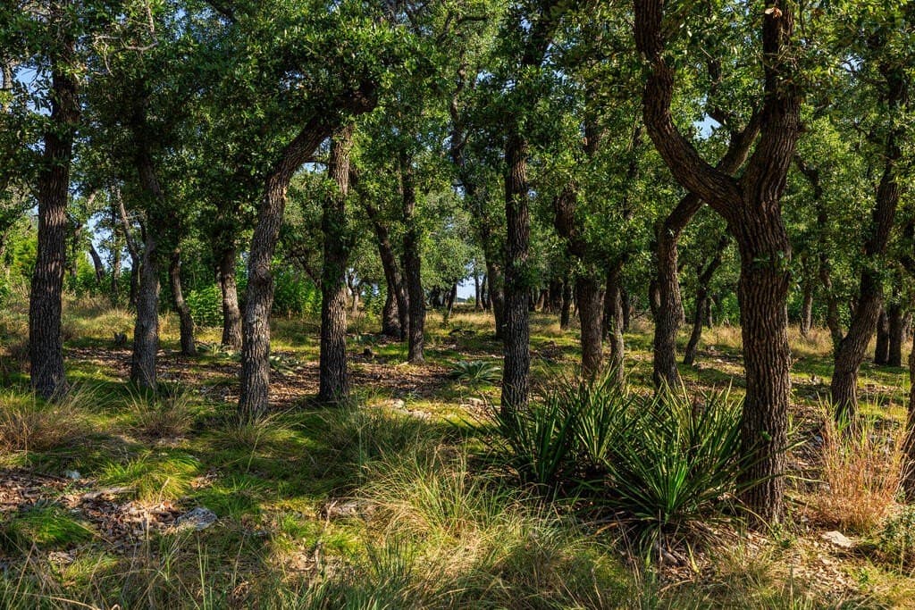 10 acres in Gillespie County - photo 22