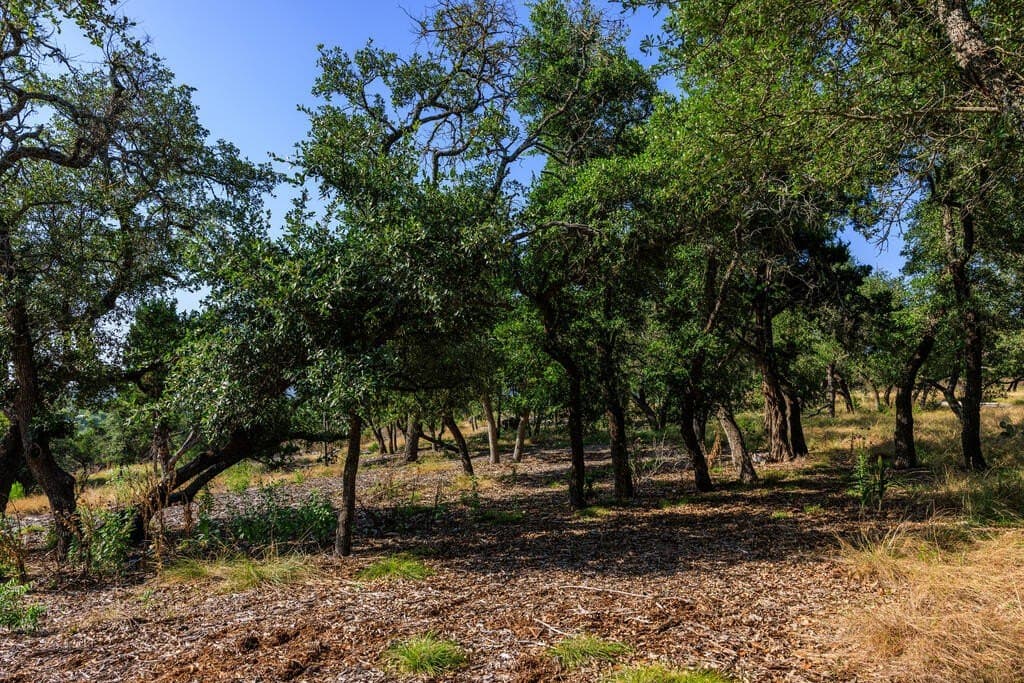 10 acres in Gillespie County - photo 18
