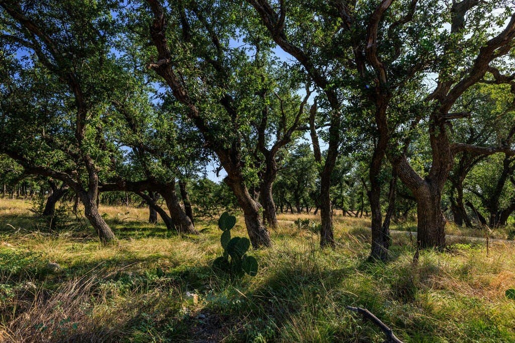 10 acres in Gillespie County - photo 8