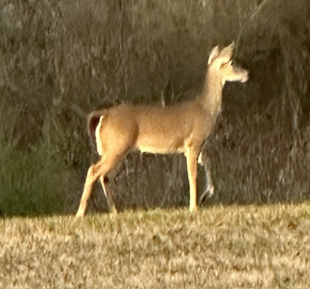 12.51 acres in Kaufman County featured view