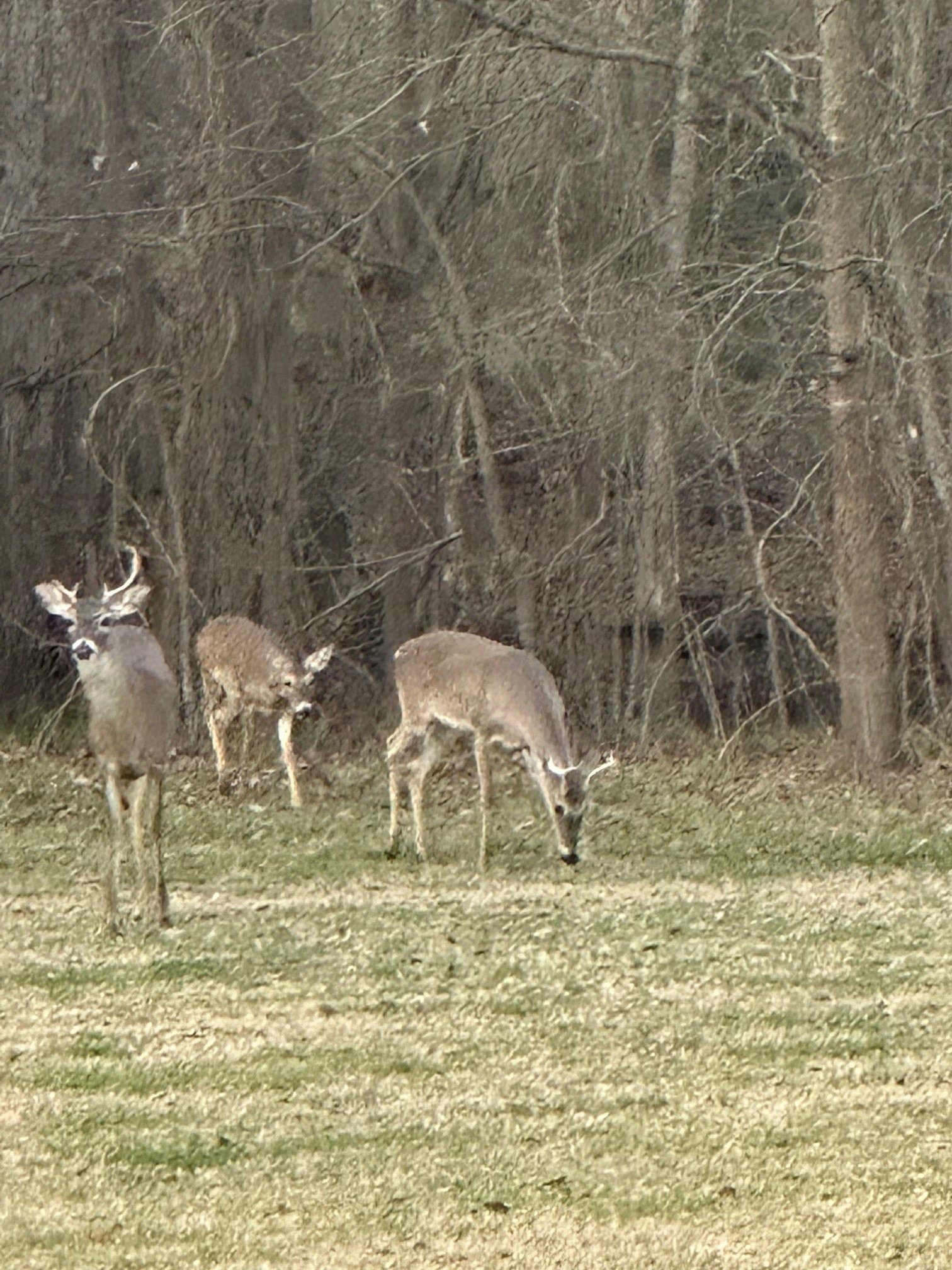 12.51 acres in Kaufman County gallery image 3