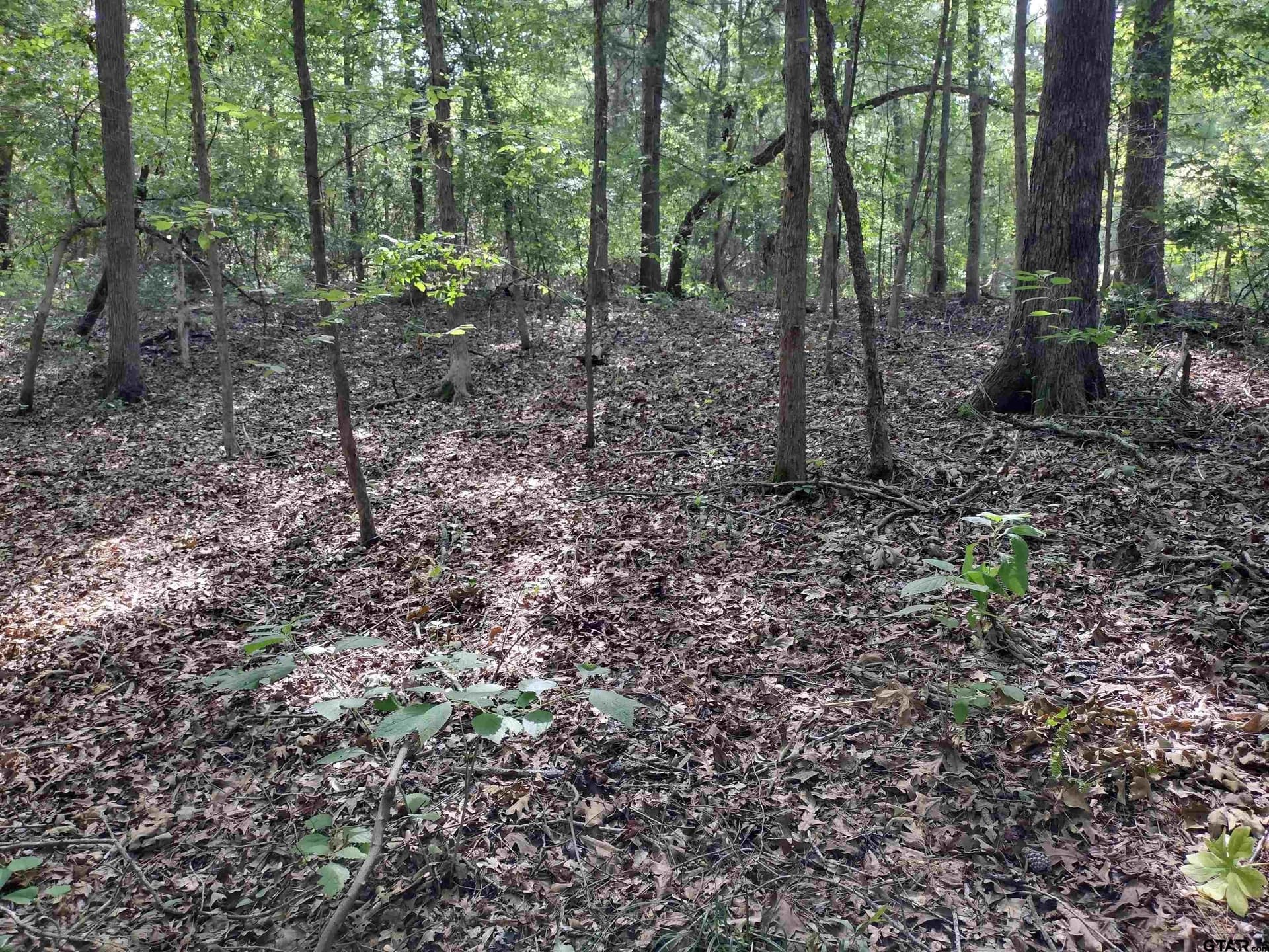 14.86 acres in Marion County gallery image 3