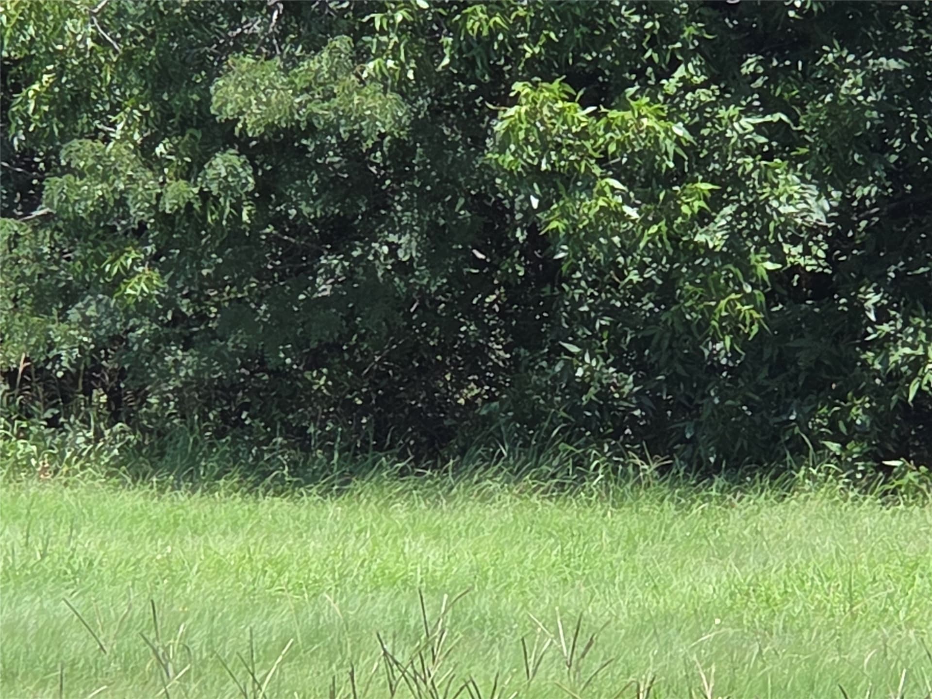 1.03 acres in Navarro County - photo 9
