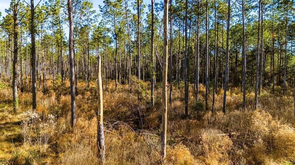5.1 acres in Polk County - photo 7