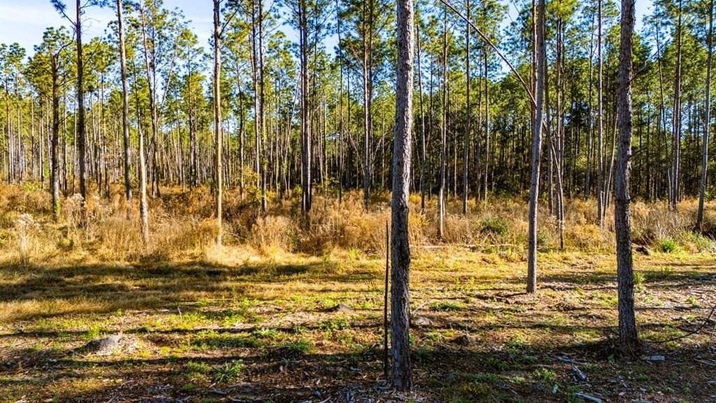 5.1 acres in Polk County - photo 6