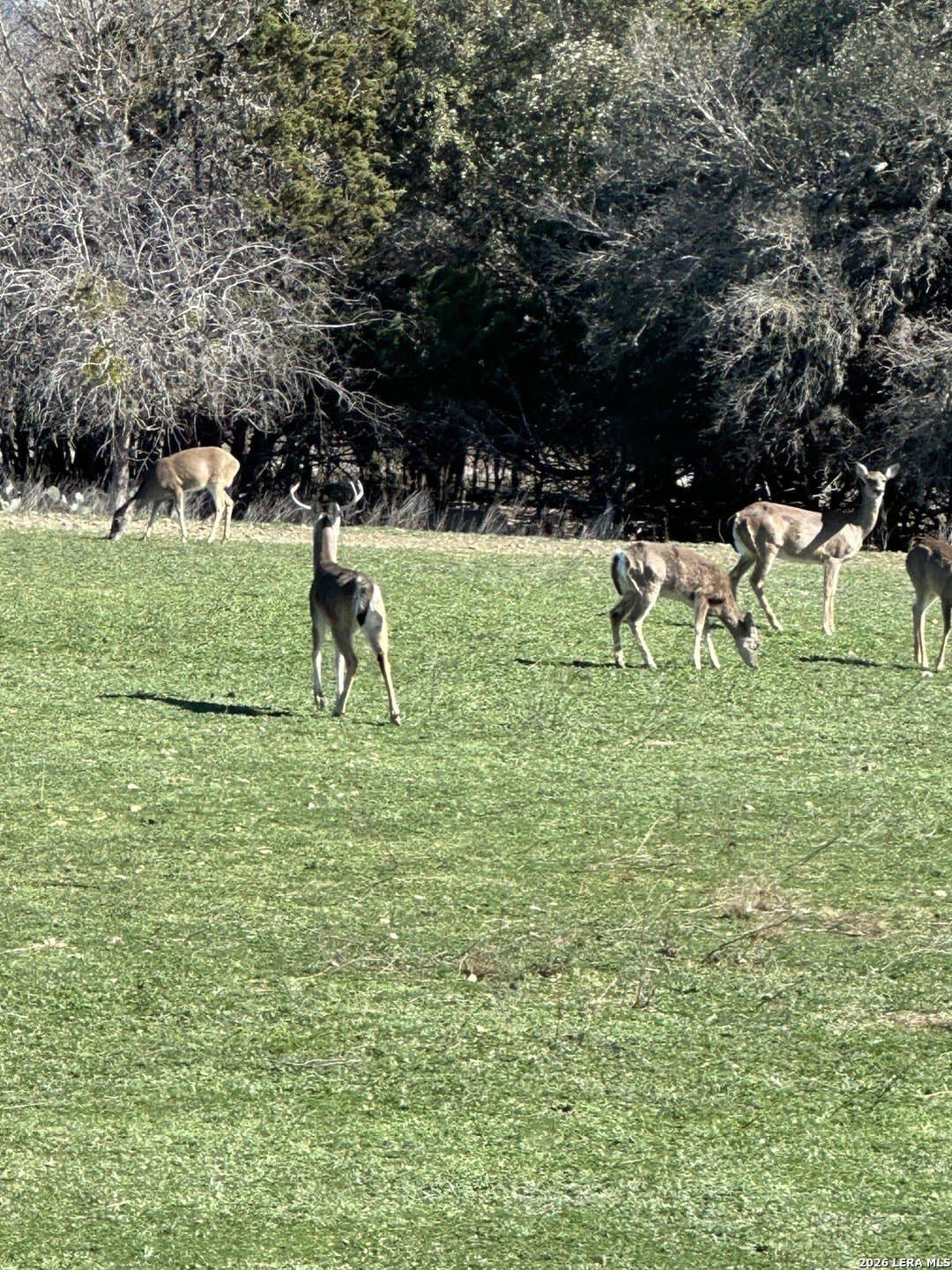 0.24 acres in Bandera County - photo 9