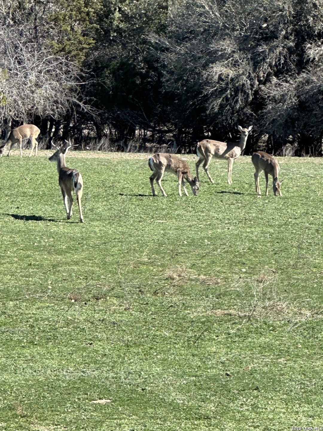 0.24 acres in Bandera County - photo 8