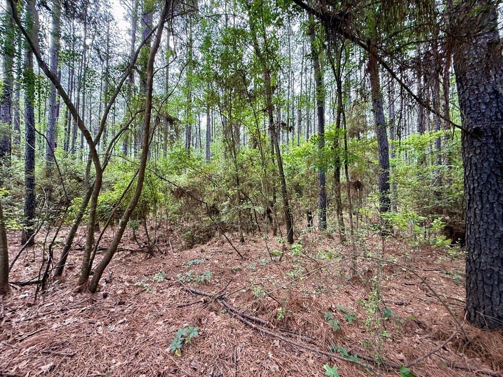 5 acres in Texas County - photo 13