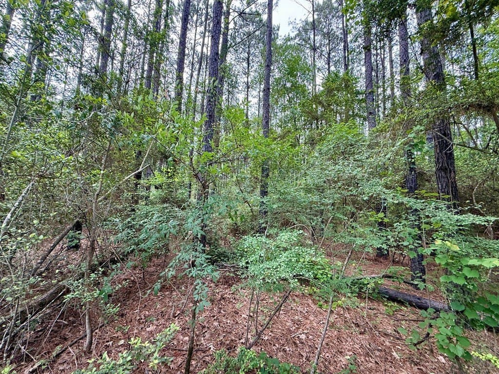 5 acres in Texas County - photo 8