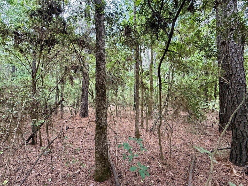 5 acres in Texas County - photo 6